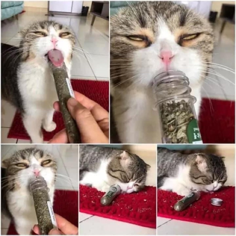 Catnip Cỏ Bạc Hà Cho Mèo Ống 45Ml
