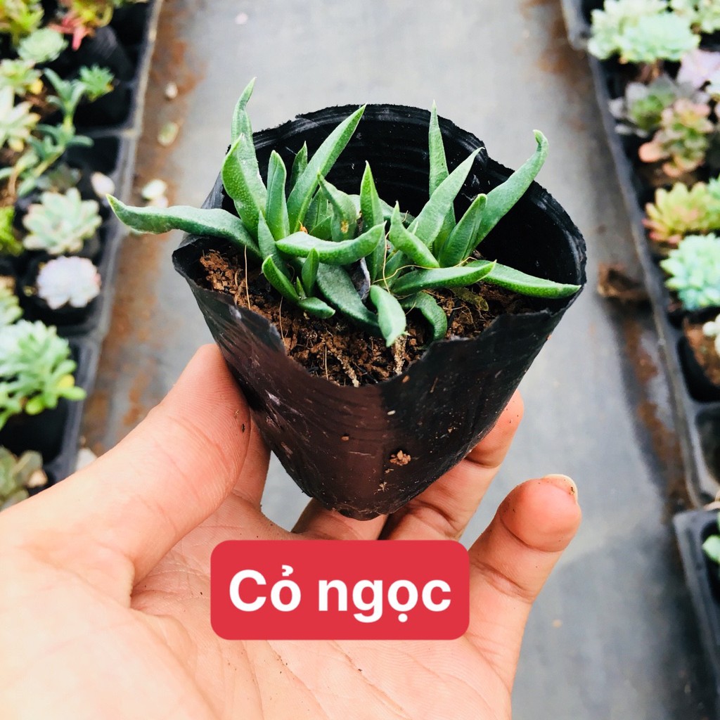 Sen đá cỏ ngọc