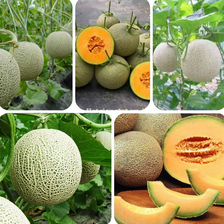 Hạt giống Dưa lưới vàng F1- 1gr