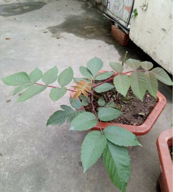Hạt giống hoa tử đằng mix màu ( gói 5 hạt)
