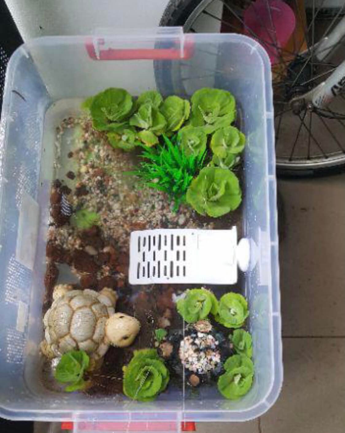 Máng Leo Dành Cho Rùa Nước