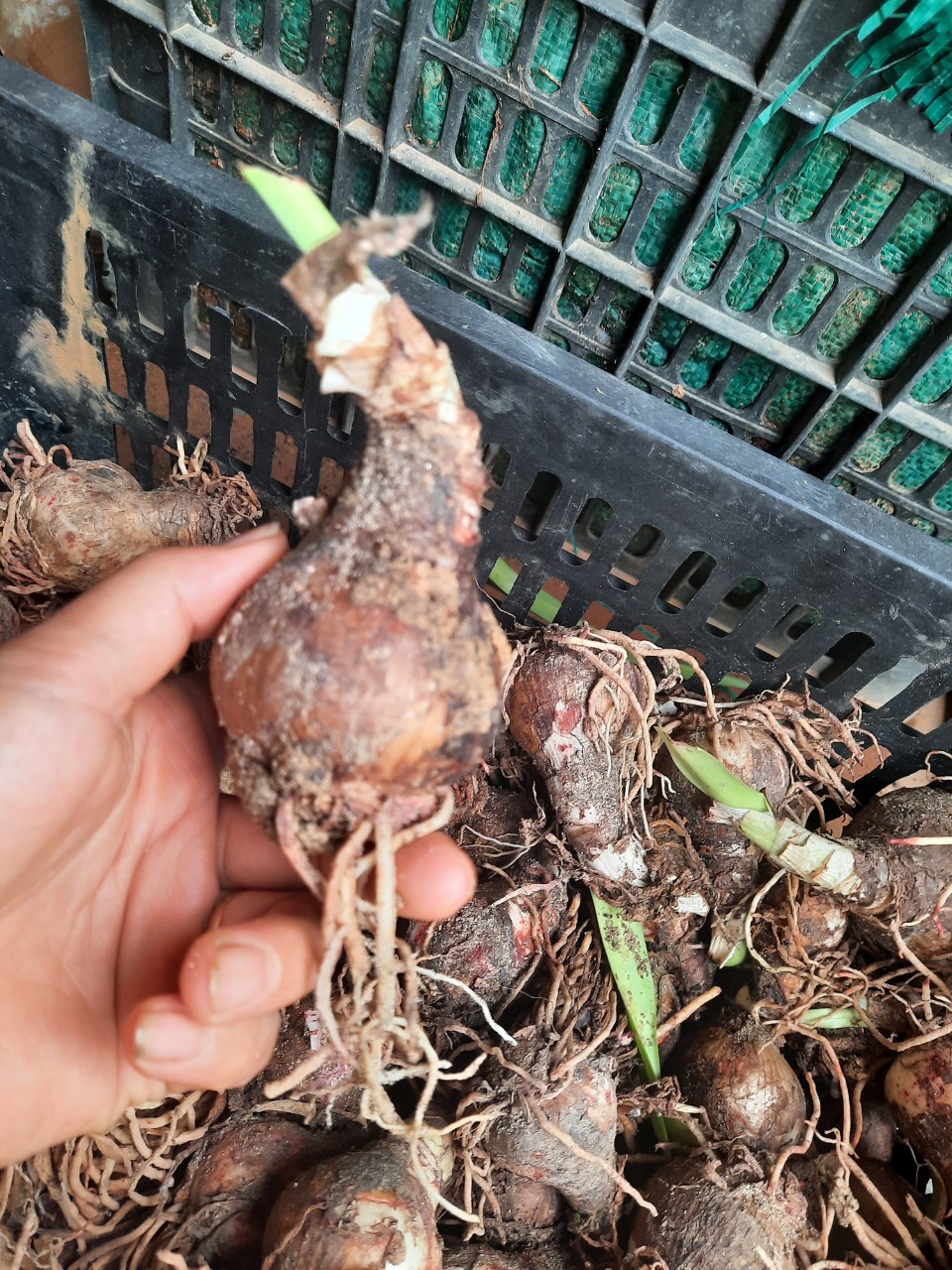 5 củ lan huệ kép đủ màu