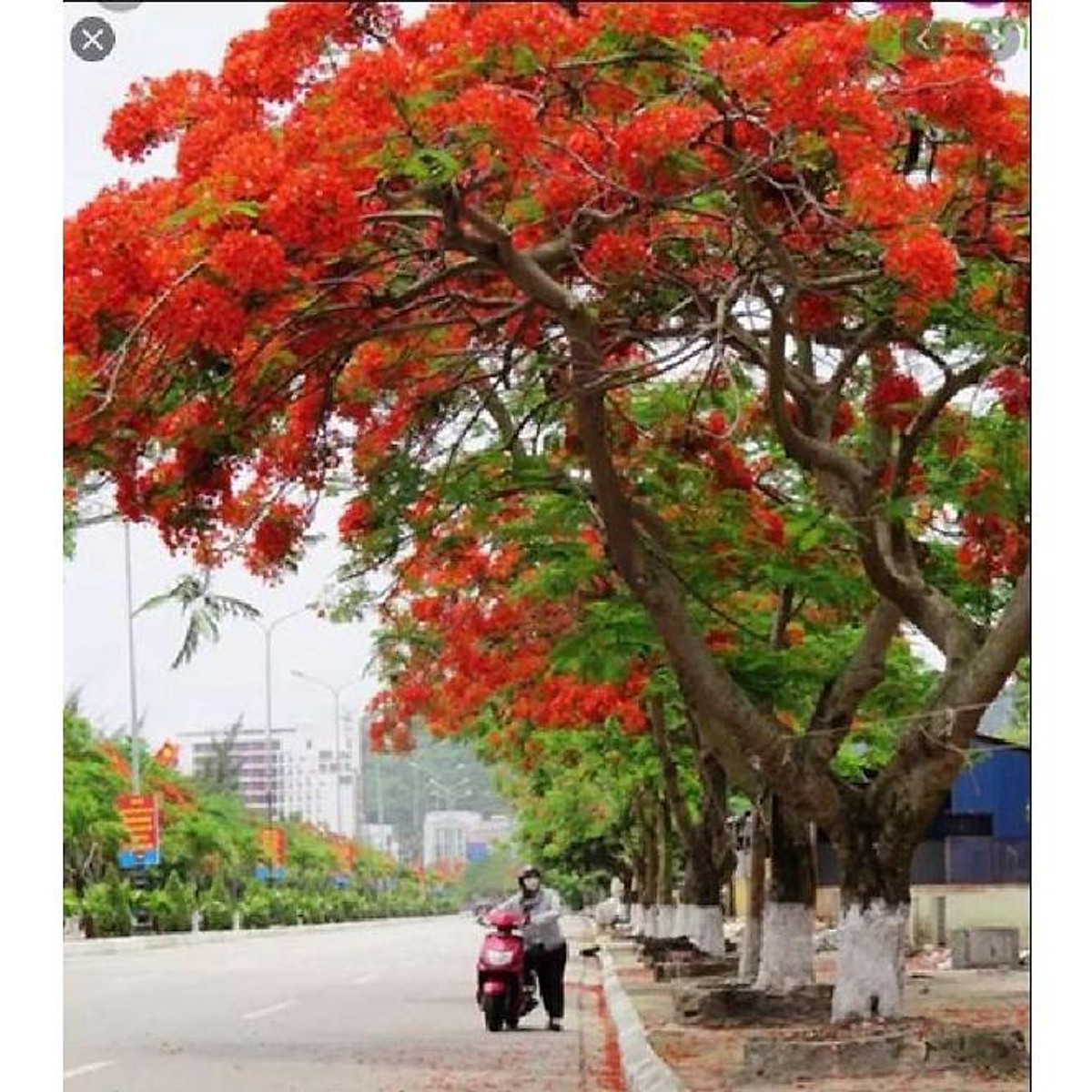 Hạt giống hoa phượng vĩ đỏ - 5 hạtgói