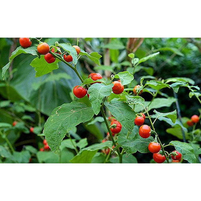Hạt giống cây cà gai leo -0.2gr