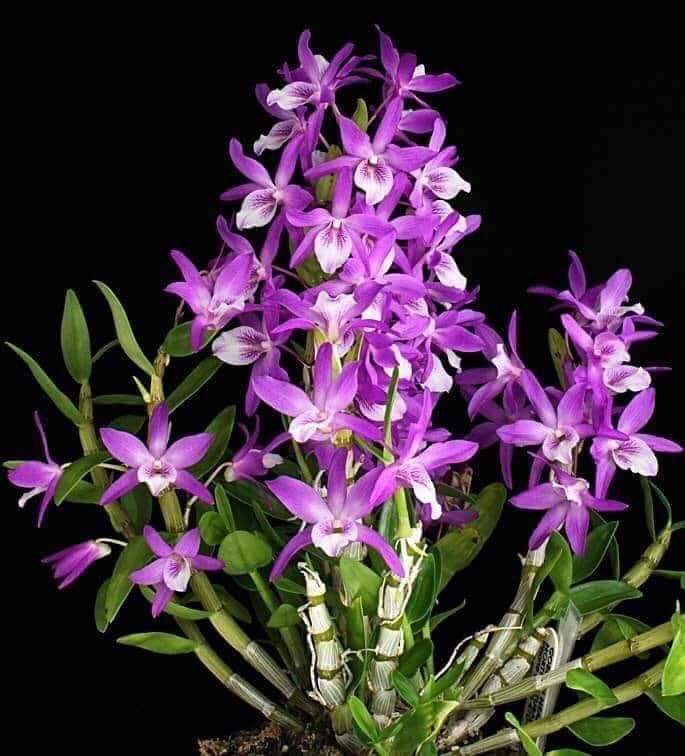 HOA LAN HOÀNG THẢO CẦU VÒNG
