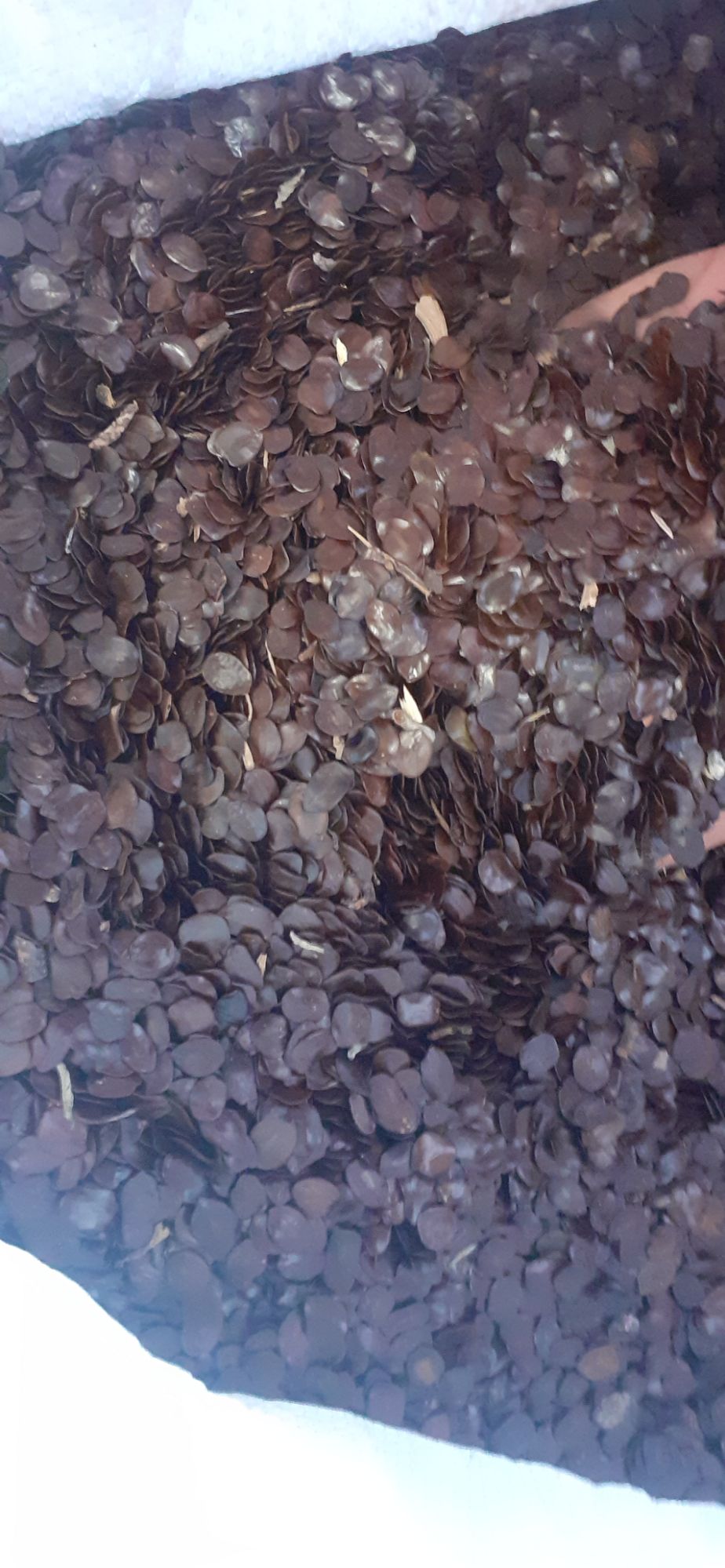 50gram hạt muồng đen