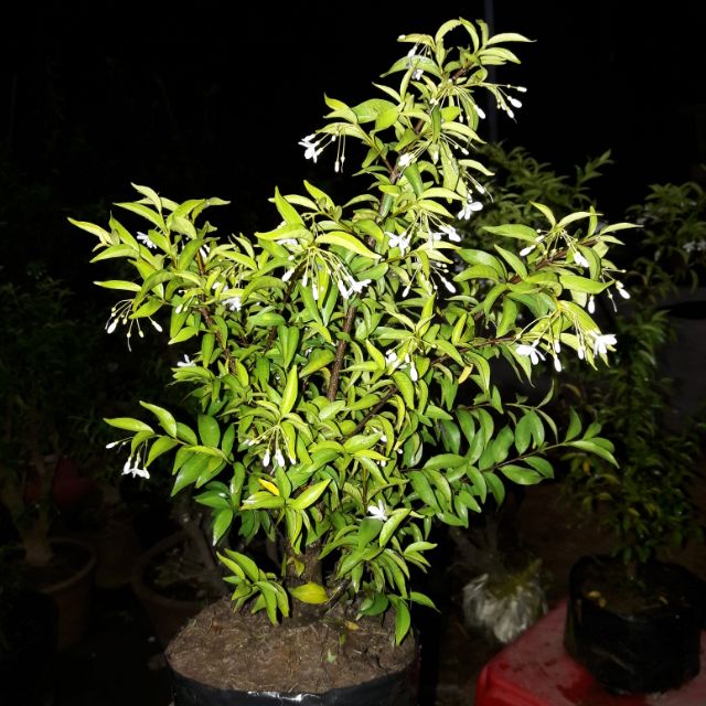 MAI CHIẾU THỦY - MAY MẮN - BỀN VỮNG