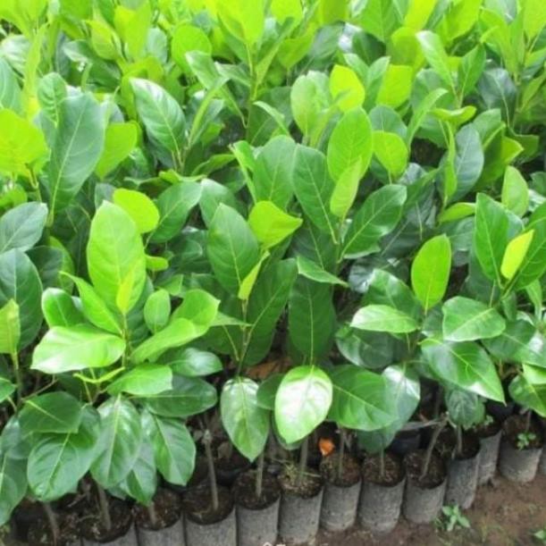 Sản phẩm cây mít ươm hạt