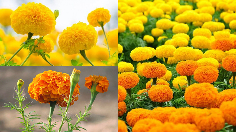Hạt giống hoa vạn thọ Pháp nhiều màu