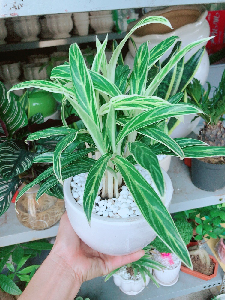 Chậu cây giữ tiền
