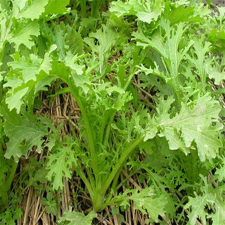Gói 100 hạt giống rau cải ngọt đuôi phụng