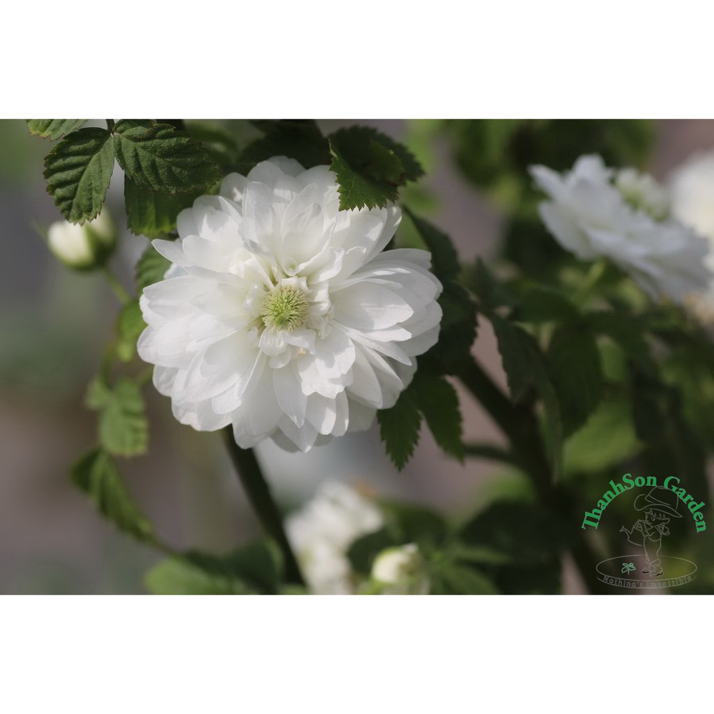 148A GÓI 10 Hạt Giống Hoa Hồng Tầm Xuân Bắc Siêu Đẹp Quyến Rũ