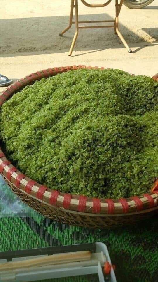 1kg cốm xanh