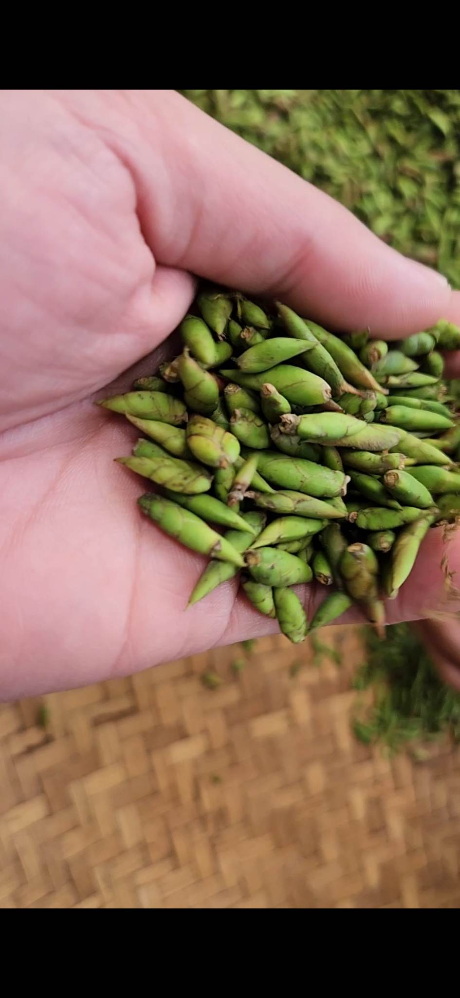 Trà đuôi rồng cổ thụ Cao Bồ (100g)
