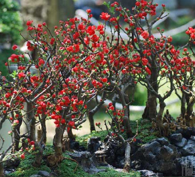 Hạt giống hoa mai Trung Quốc hoa đỏ - Gói 5 hạt