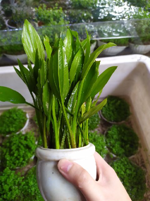 Cây Lan Nước thủy sinh (Ảnh thật của sản phẩm)