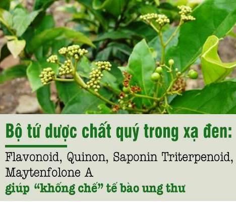 01 Kg cây Xạ Đen sấy khô