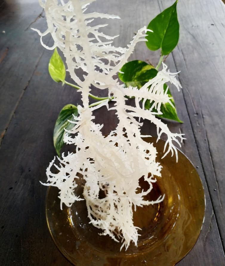 Rong Sụn Nấu Chè Ngon Giòn - 100G