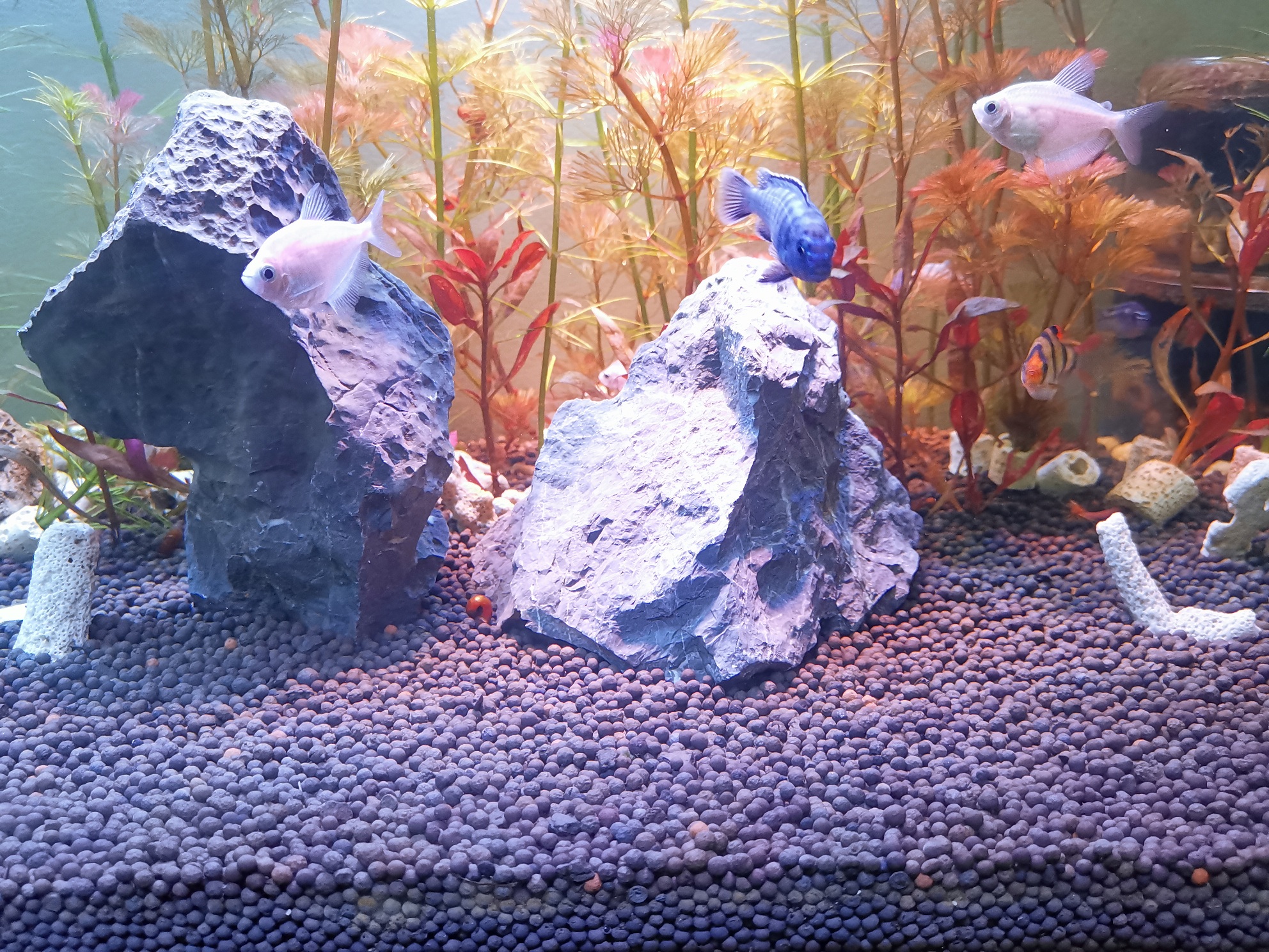 Phân nền thủy sinh Diamax Aqua (túi 2 Kg)