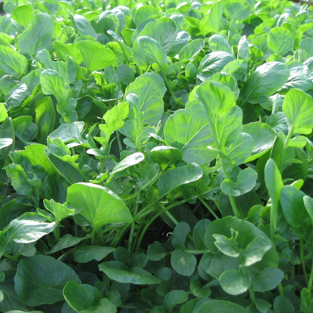 HẠT GIỐNG RAU CẢI XOONG DỄ TRỒNG