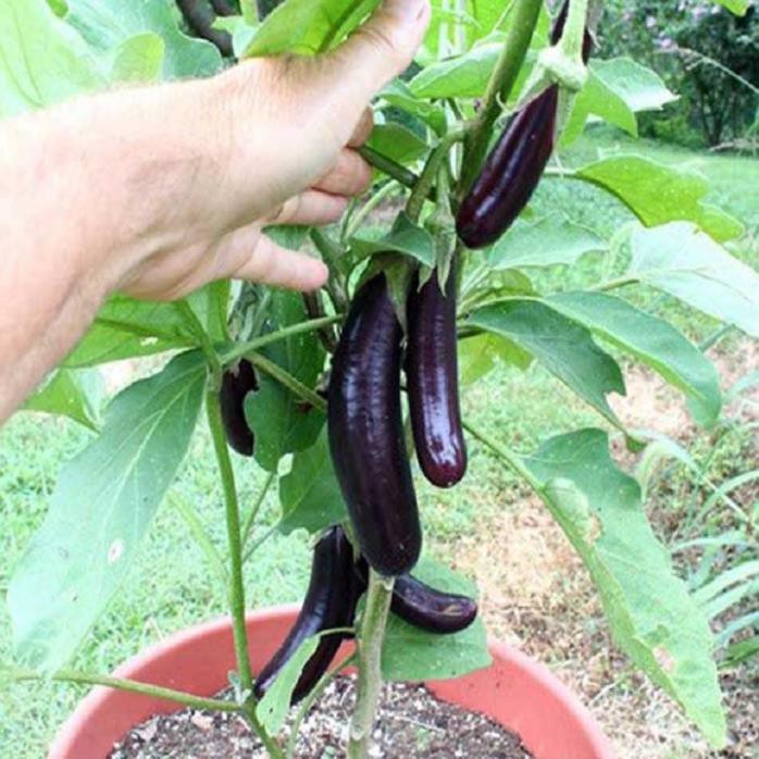 [Chuẩn Giống F1] NGUYÊN CHẬU CÂY GIỐNG CÂY CÀ TÍM DÀI (CÀ TÍM DÁI DÊ)