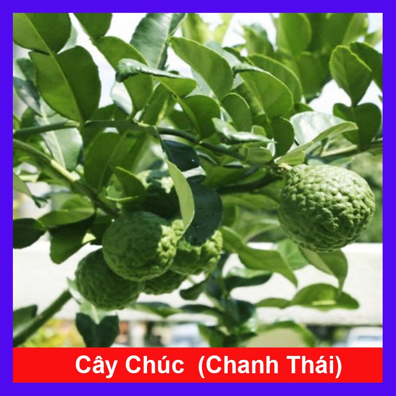 Cây Chúc - Cây chanh ăn lá - caykiengsadec