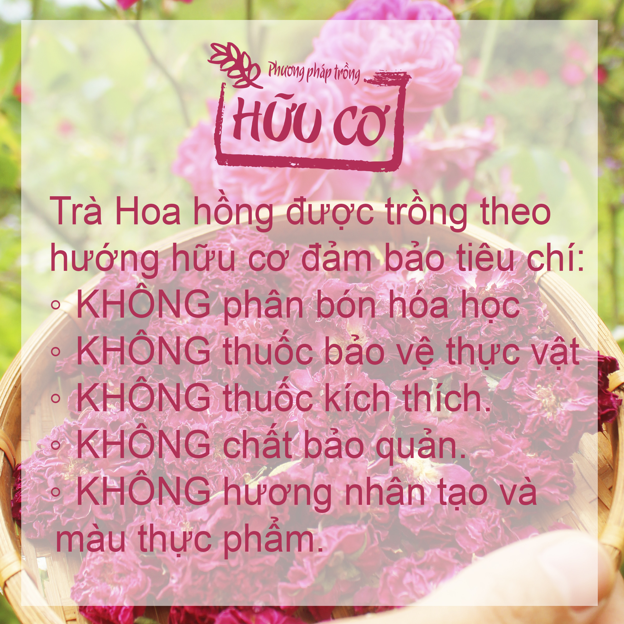 MycoGREEN, Trà Hoa Hồng Thảo Mộc, PP trồng Hữu Cơ