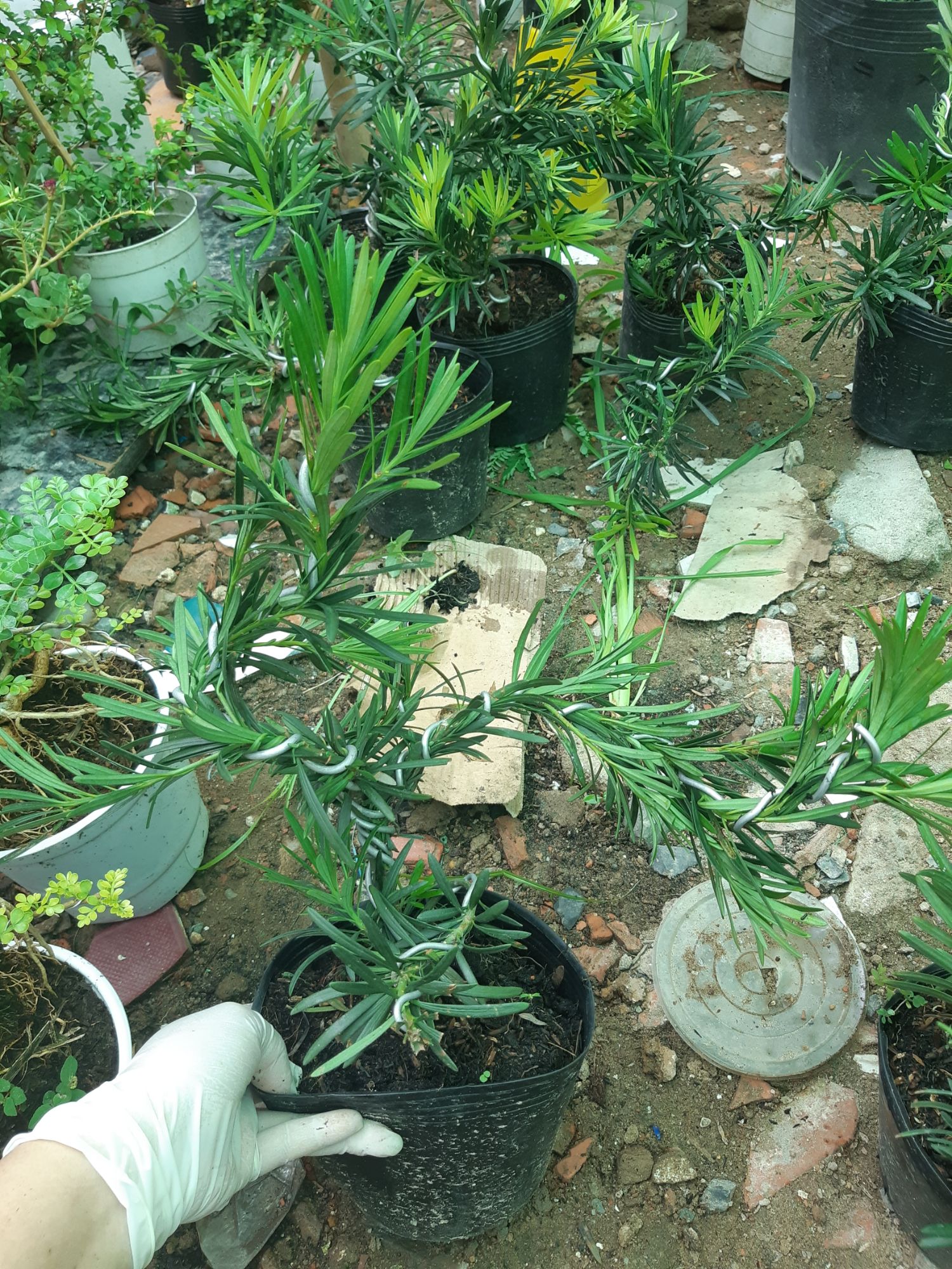 tùng la hán bonsai mini