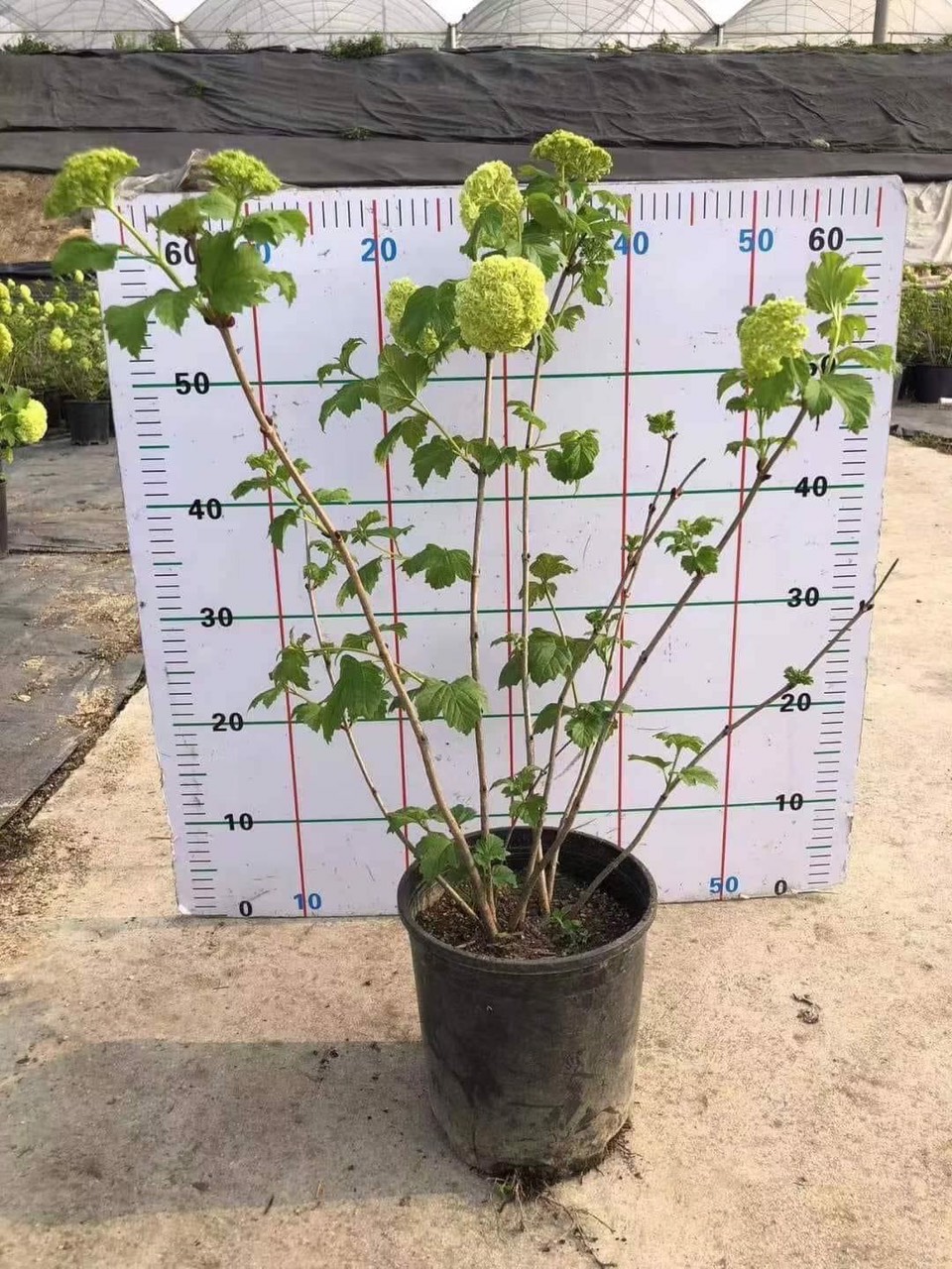 Cẩm tú cầu thân gỗ cao 70-80cm( cây đẹp )