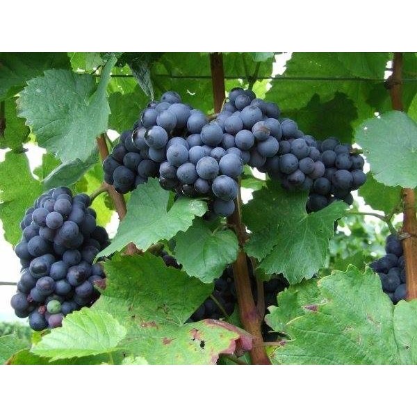 cây NHO KHÔNG HẠT MỸ, siêu sai quả, quả ngọt mát, giá trị kinh tế cao