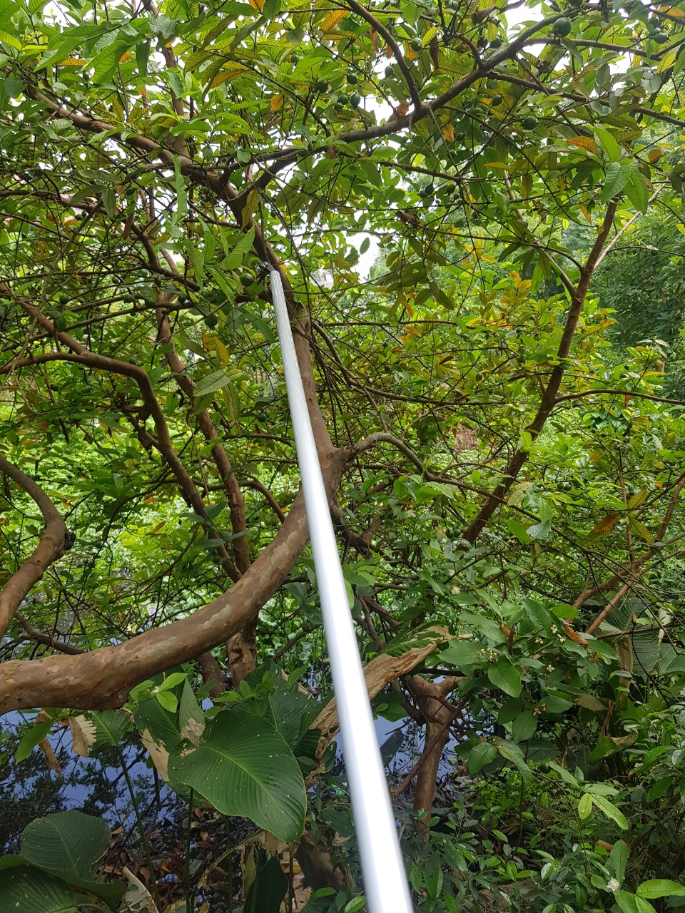 Kéo cắt cành trên cao