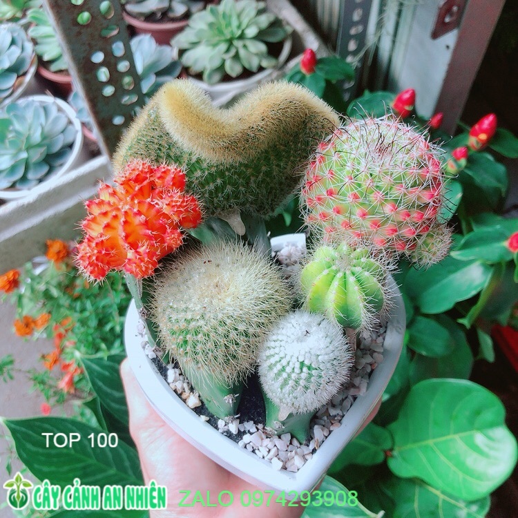 Chậu Cây Xương Rồng Mix