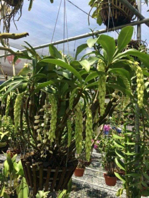 Nấm đối kháng trichodema nhập Mỹ