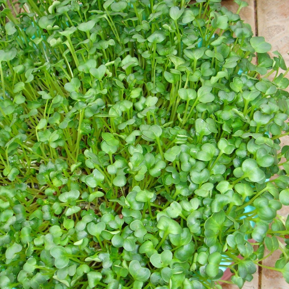 20g Hạt Giống Rau Mầm Củ Cải Trắng
