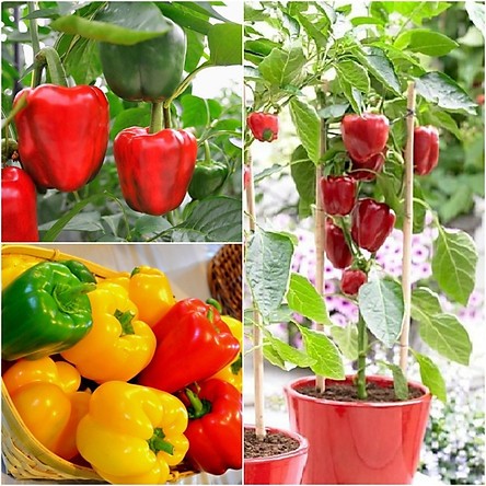 Hạt giống ớt chuông ( gói 60 hạt)