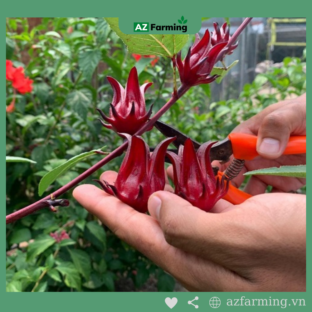 Hạt Giống Atiso Đỏ - Gói 50 Hạt - Az Farming