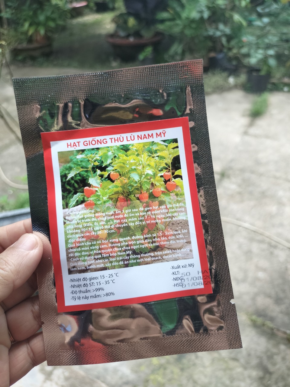 Hạt giống Thù Lù Nam Mỹ