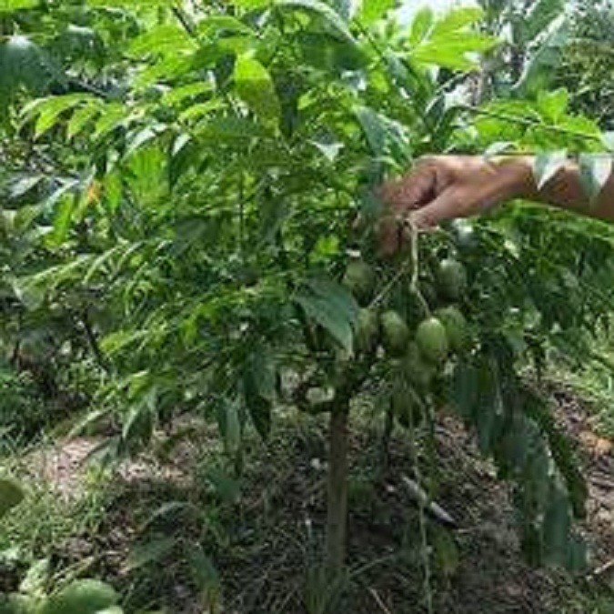 CÂY GIỐNG CÓC THÁI LÙN