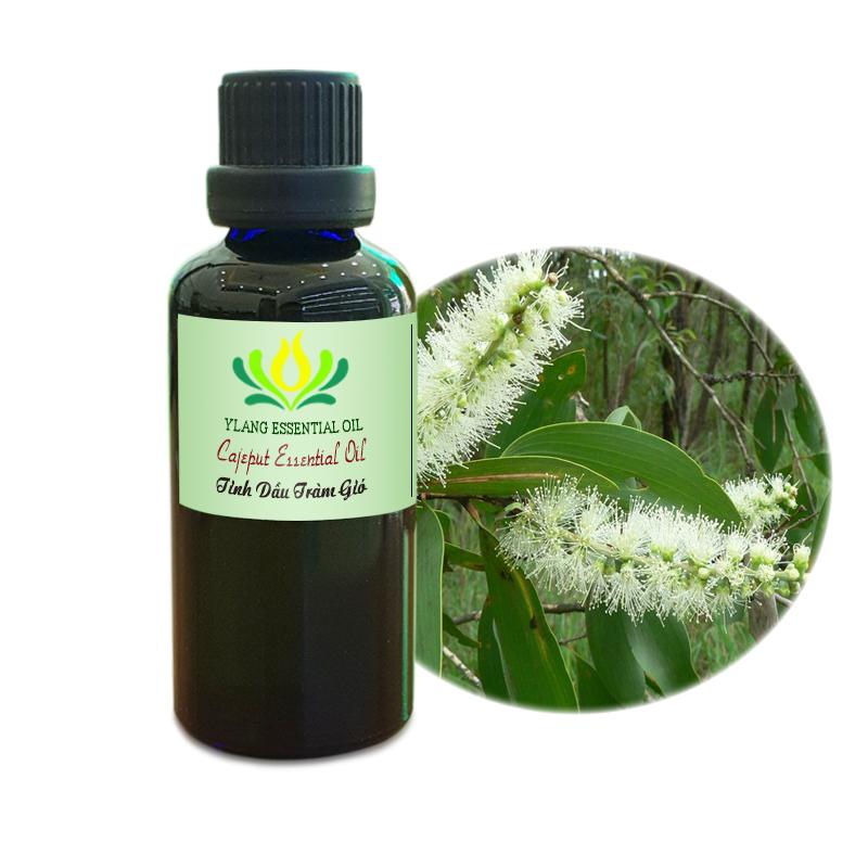 Tinh dầu Tràm Gió (Cajeput) - 100ml