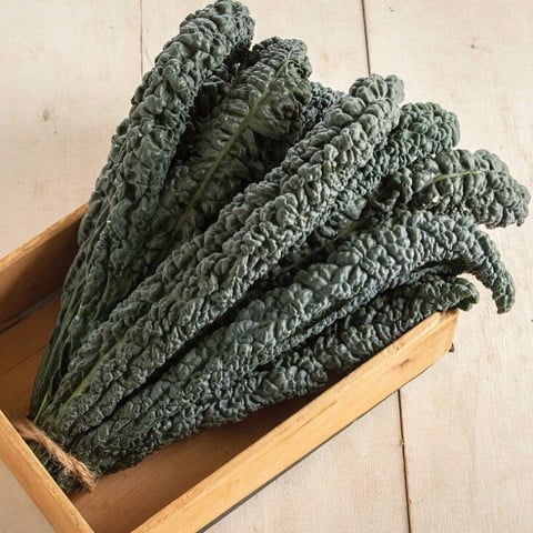 Hạt giống cải kale khủng long khổng lồ