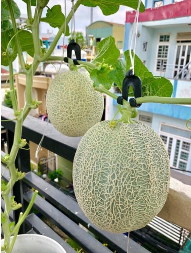 Hạt giống DƯA LƯỚI DA XANH GREENMAN