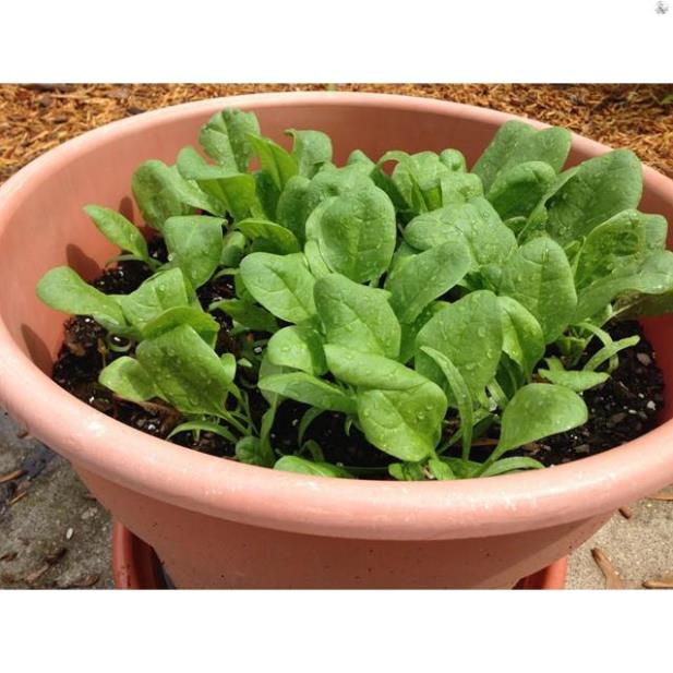 Hạt giống cải bó xôi - gói 5 gram