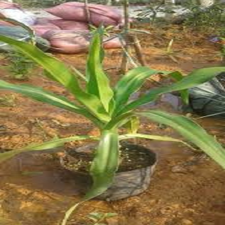 Cây Đại Tướng Quân