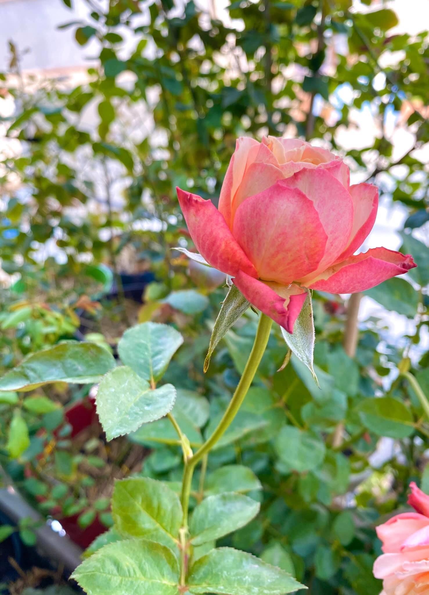 Phân bón cao cấp Boom Flower 500ml