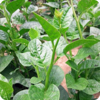 [HCM]Hạt Giống Mồng Tơi Rado - Gói 20 gram (nhanh thu hoạch,  năng suất cao)