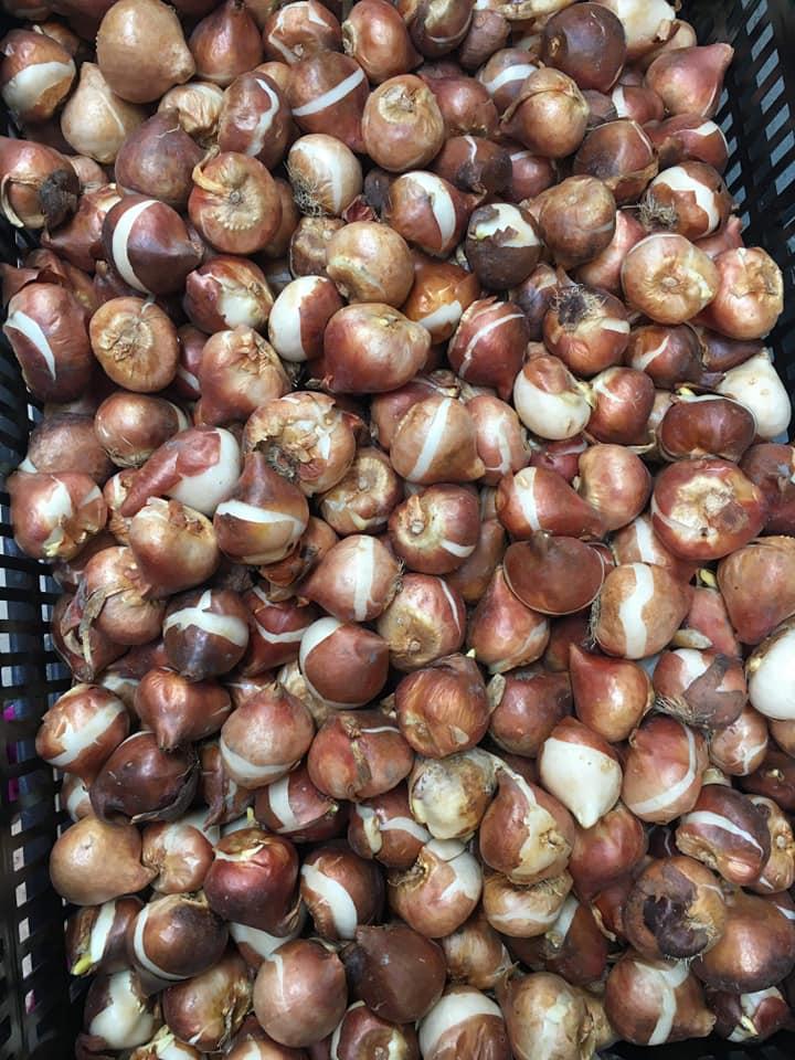 Bộ 5 củ giống hoa tulip nhiều màu - hoa trồng chơi tết