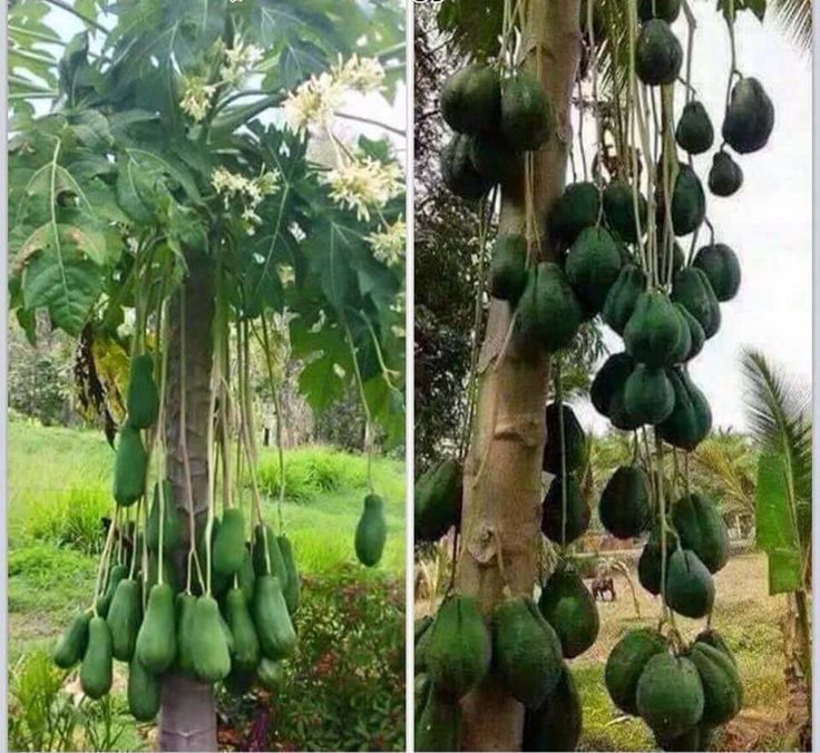 "Gói 20 Hạt " Hạt giống cây đu đủ đực