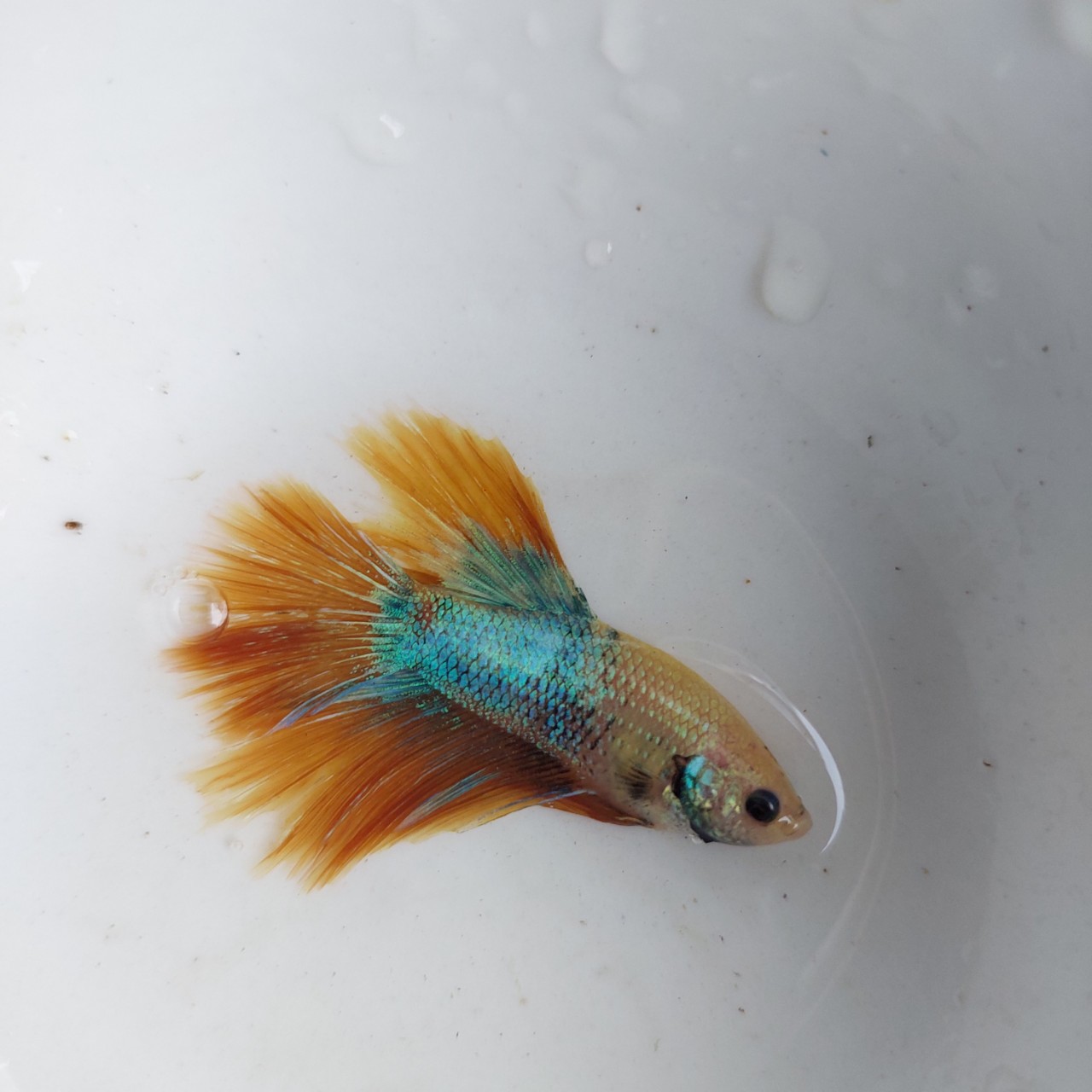 Betta Trống Halfmoon