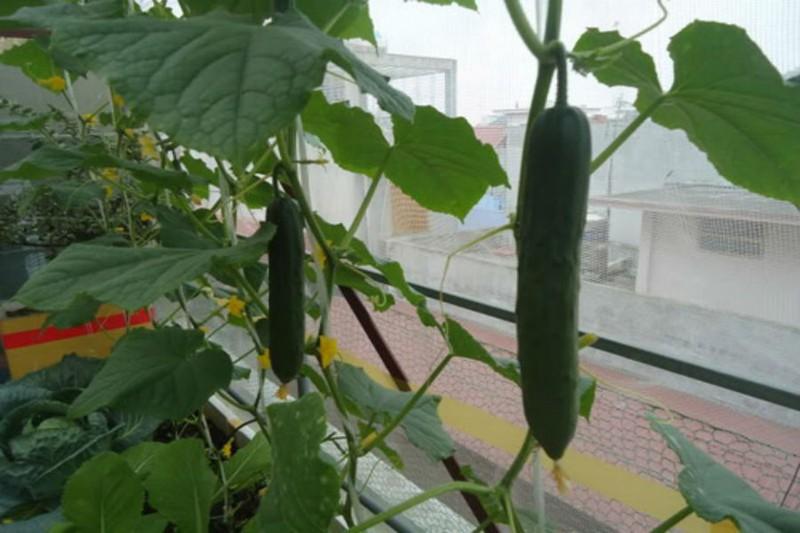 Hạt giống dưa chuột nhật F1 gói 10 hạt