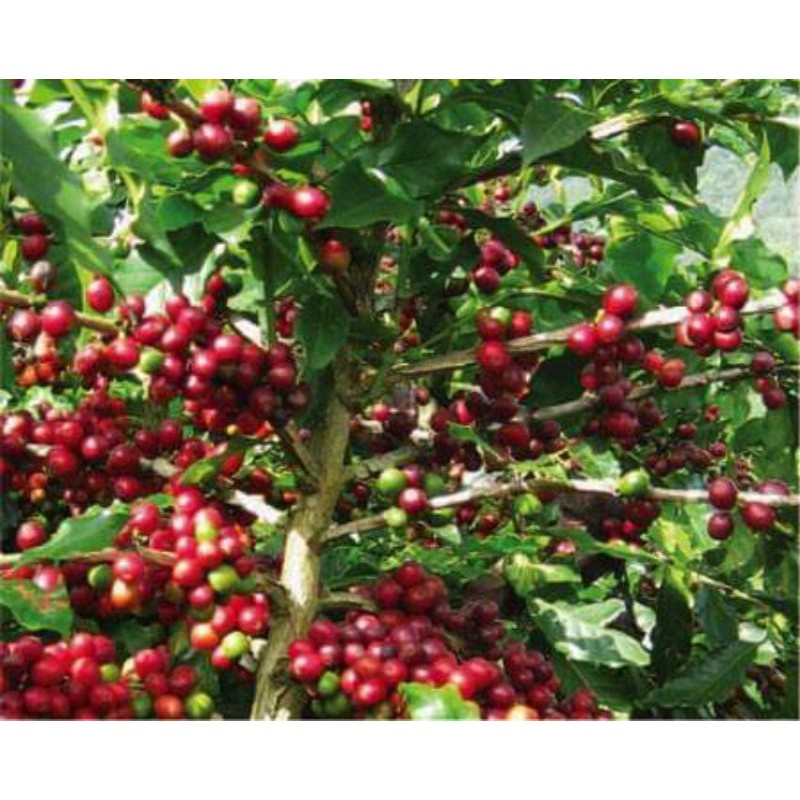 Cây cà phê arabica giống